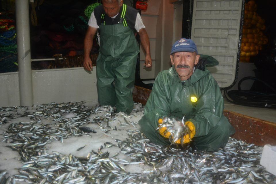 “HAMSİ ALTIN YILINI YAŞADI”