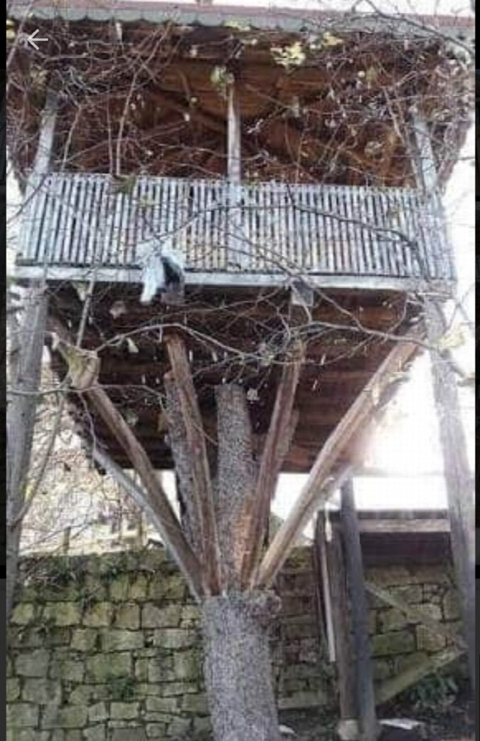 Ağaç kökü üstüne kamelya yaptı
