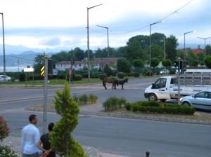 Başıboş At ve Eşek Trafikte Sürücülere Zor Anlar Yaşattı