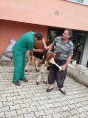 FATSADA 2 BİN 245 ADET BÜYÜKBAŞA ŞAP AŞISI YAPILDI