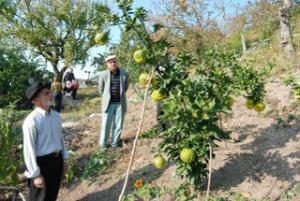 Ağaçtaki mandalina mı kavun mu?