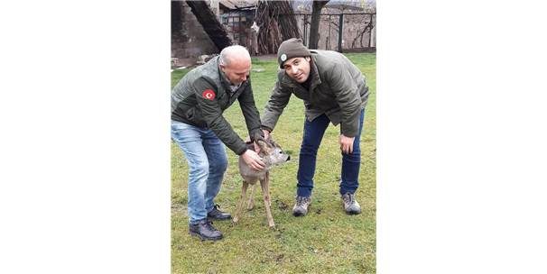 Denize Düşen Karaca Tedavi Altına Alındı