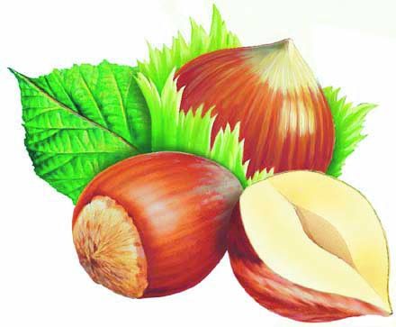 Giresun Kalite fındık 27 TL, levant kalite fındık fiyatı ise 26,5 TL
