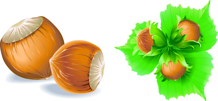 2021 güncel fındık kilogram fiyatı kaç TL?