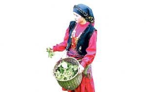 Fındık toplama tarihleri belli oldu