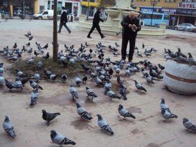 GÜVERCİNLER VATANDAŞLAR TARAFINDAN YEMLENİYOR