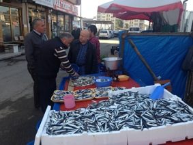 HAMSİ, DENİZDE HER ŞEYİN DENGESİ…