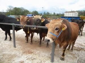 KURBAN ALIRKEN DİKKATLİ OLUN