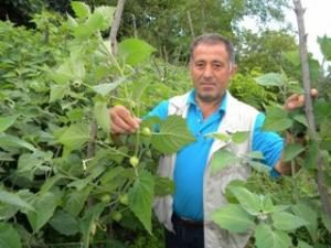 ALTIN ÇİLEK FINDIĞA ALTERNATİF