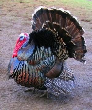 Yılbaşı Hindileri Beklemede