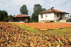 1 TON FINDIK ÇALINDI