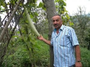 Dev Kabaklar Şaşırtıyor