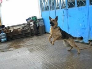 DOST HERKESİN DOSTU