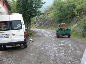 Lombardin ve İnek
