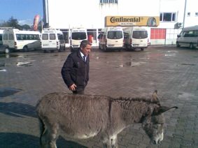 Otogardaki Eşeğe Büyük ilgi