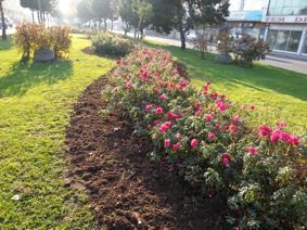 REFÜJ VE SEMT PARKLARINDA ÇİÇEK DİKİMİ DEVAM EDİYOR