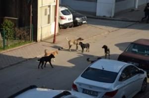 SOKAK KÖPEKLERİ VATANDAŞLARI TEDİRGİN EDİYOR