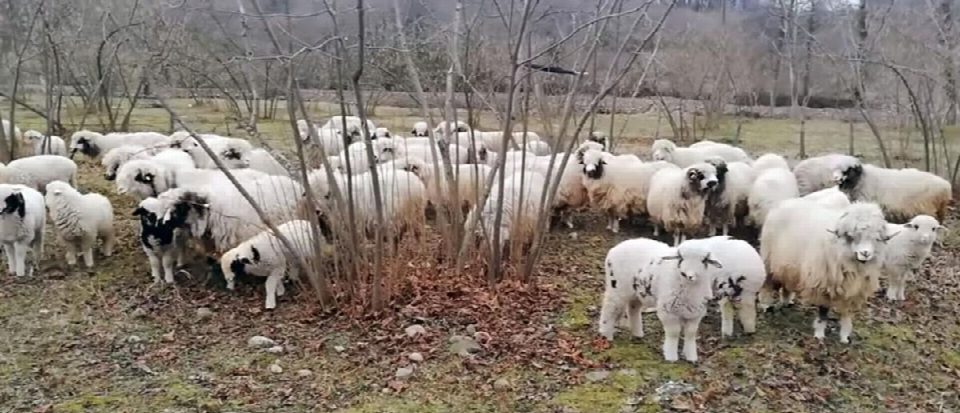 Koyun besicileri yem fiyatlarından şikayetçi