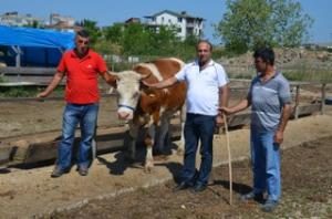 KURBANLIKLAR PAZARDA ALICILARINI BEKLİYOR