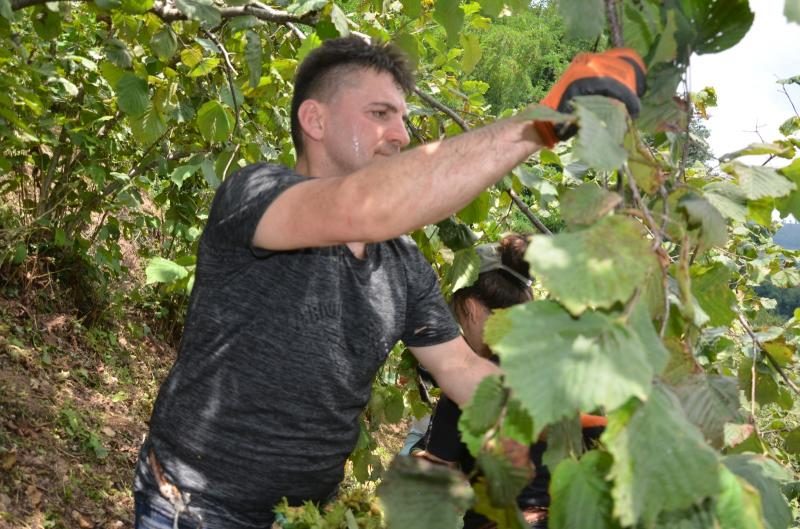 Fındık işçileri, türküler eşliğinde yeni yılın ilk hasadına başladı