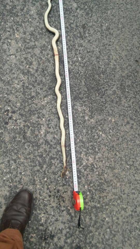 2 metrelik yılan korkuttu