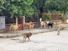 HAYVAN BARINAĞI BÜYÜKŞEHİR DESTEĞİYLE HAYATA GEÇİYOR