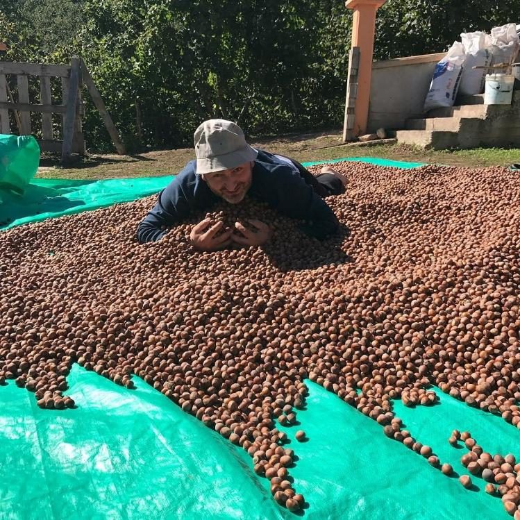 TMO, Ordu’da fındık alımlarına başladı