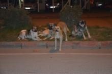 FATSA SOKAKLARINDAKİ BAŞIBOŞ KÖPEKLERİN SAYISI GÜN GEÇTİKÇE ARTIYOR