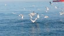 MARTILARIN EKMEK MÜCADELESİ