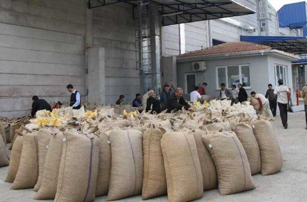 Yaban hayatına bin sülün