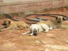 FATSA SOKAKLARINDAKİ BAŞIBOŞ KÖPEKLERİN SAYISI GÜN GEÇTİKÇE ARTIYOR